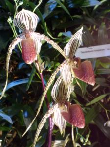 Paphiopedilum saint swithin