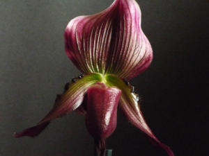 Paphiopedilum Schwarze Madonna