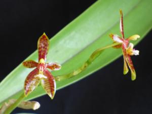 Phalaenopsis cornu-cervi