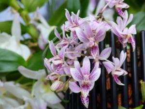 Phalaenopsis Donna's Delight