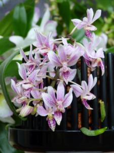 Phalaenopsis Donna's Delight