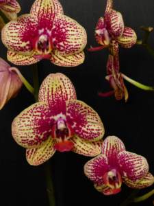 Phalaenopsis gelb