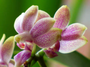 Phalaenopsis Liu's Yellow Star Dust
