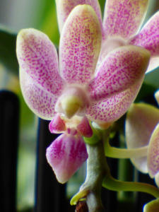 Phalaenopsis Liu's Yellow Star Dust