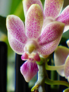 Phalaenopsis Liu's Yellow Star Dust