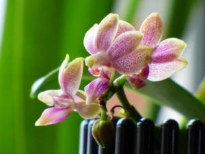 Phalaenopsis Liu's Yellow Star Dust