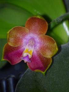 Phalaenopsis Mituo Prince x sib