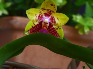 Phalaenopsis Orchid World