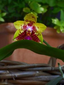 Phalaenopsis Orchid World