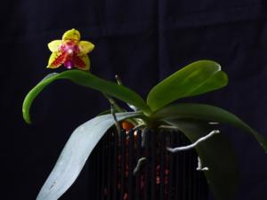 Phalaenopsis Orchid World