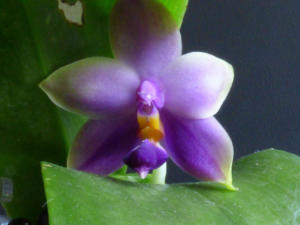 Phalaenopsis Samera blue