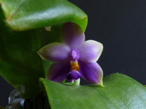 Phalaenopsis Samera blue