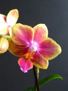 Phalaenopsis Sogo Gotris