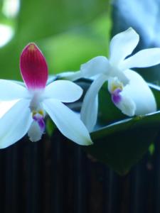 Phalaenopsis tetraspis C1