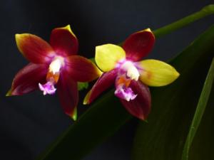 Phalaenopsis Tying Shin Fly Eagle
