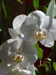 Phalaenopsis weiss