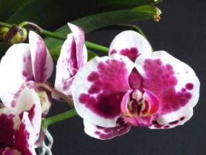 Phalaenopsis weiss