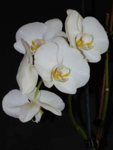 Phalaenopsis weiss