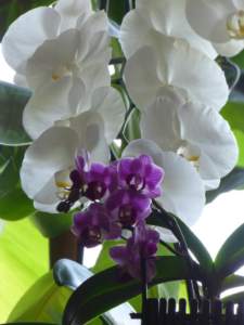 Phalaenopsis weiss und pink
