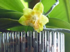 Phalaenopsis Yaphon Green Canary