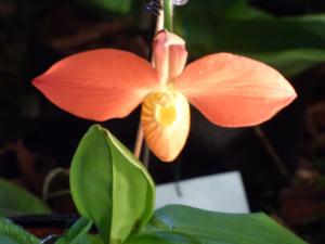 Phragmipedium besseae