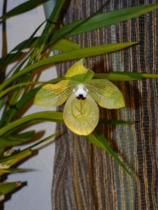 Phragmipedium