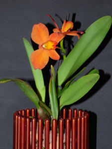 Potinara Angel Kiss Happy Child