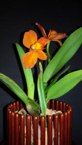 Potinara Angel Kiss Happy Child