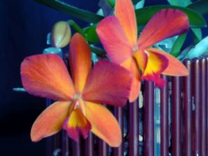 Potinara Angel Kiss Happy Child