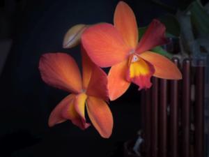 Potinara Angel Kiss Happy Child