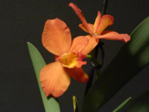 Potinara Angel Kiss Happy Child