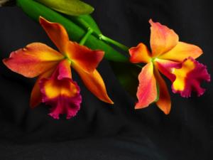 Potinara Chief Sweet Orange