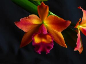 Potinara Chief Sweet Orange