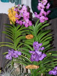 Vanda Impressionen