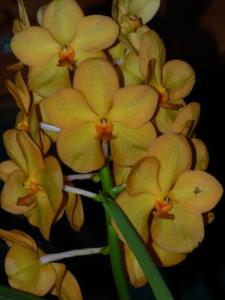 Vanda
